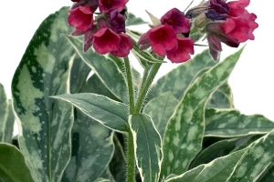 Pulmonaria 'Raspberry Frost' New 2026